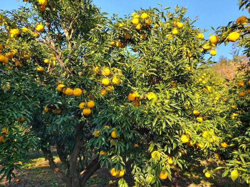 짱짱농원 송윤호님의 장터 판매 상품 [생유자1kg] 첨부 사진