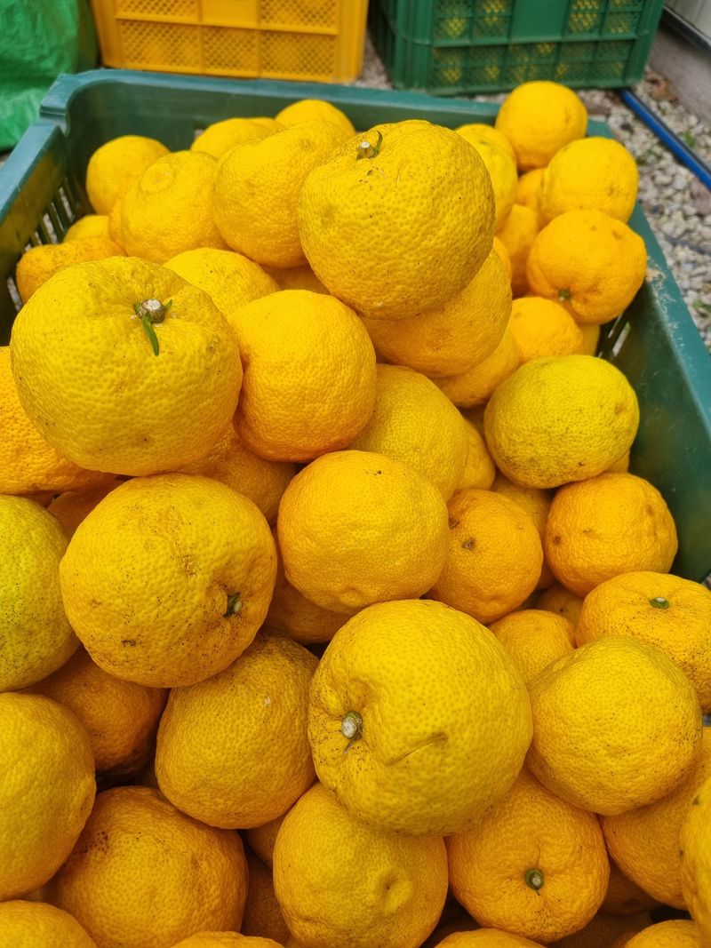 짱짱농원 송윤호님의 장터 판매 상품 [생유자1kg] 첨부 사진