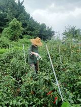 팜모닝 자두·자유게시판 게시글 이미지