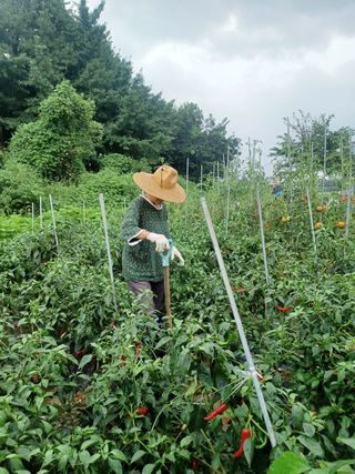 장금옥사랑방출석원함님의 자두 · 자유게시판 작성글 사진