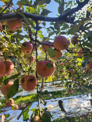 신승덕맛익는사과님의 자유주제 · 자유게시판 작성글 사진