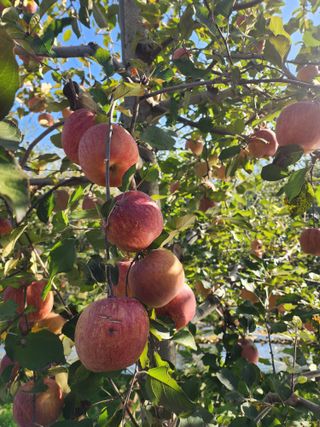 신승덕맛익는사과님의 자유주제 · 자유게시판 작성글 사진