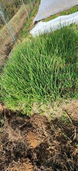 팜모닝 파·병해충상담 게시글 이미지