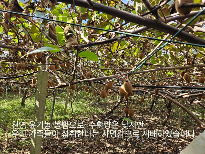 김진국님의 장터 판매 상품 [무농약 인증 슈퍼푸드 친환경 참다래(키위)판매합니다. 5kg, 10kg] 첨부 사진