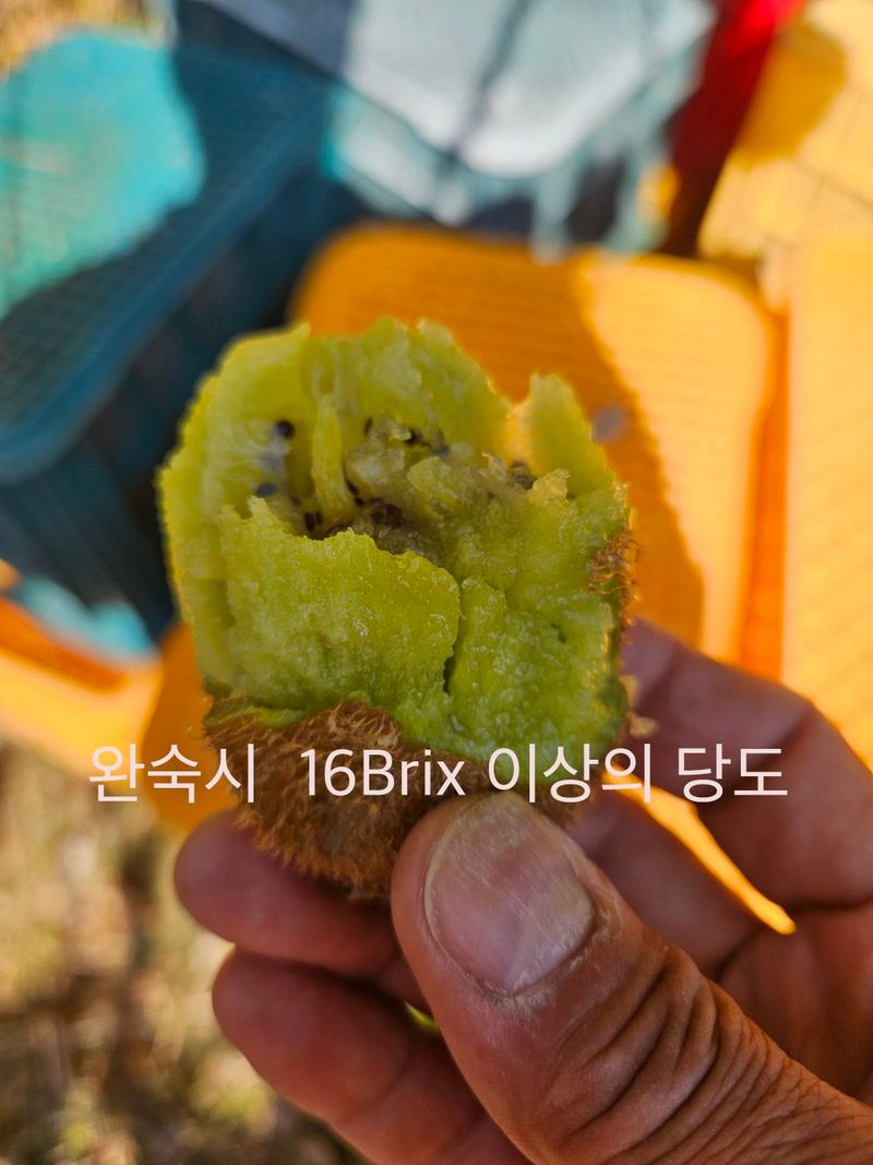 김진국님의 장터 판매 상품 [무농약 인증 슈퍼푸드 친환경 참다래(키위)판매합니다. 5kg, 10kg] 첨부 사진