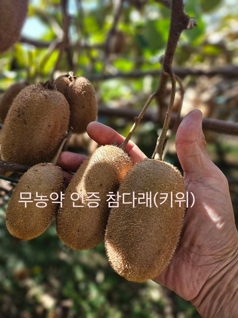 장터 상품 [무농약 인증 슈퍼푸드 친환경 참다래(키위)판매합니다. 5kg, 10kg] 썸네일