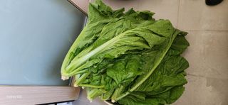 접시꽃님의 자유주제 · 자유게시판 작성글 사진