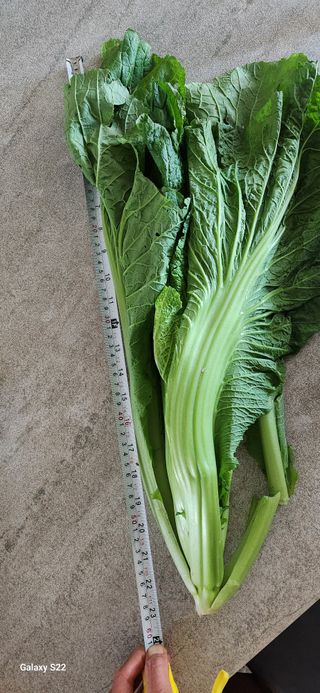 접시꽃님의 자유주제 · 자유게시판 작성글 사진