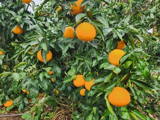 귤껍데기님의 귤 · 영농일지 작성글 사진