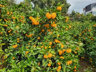 귤껍데기님의 귤 · 영농일지 작성글 사진