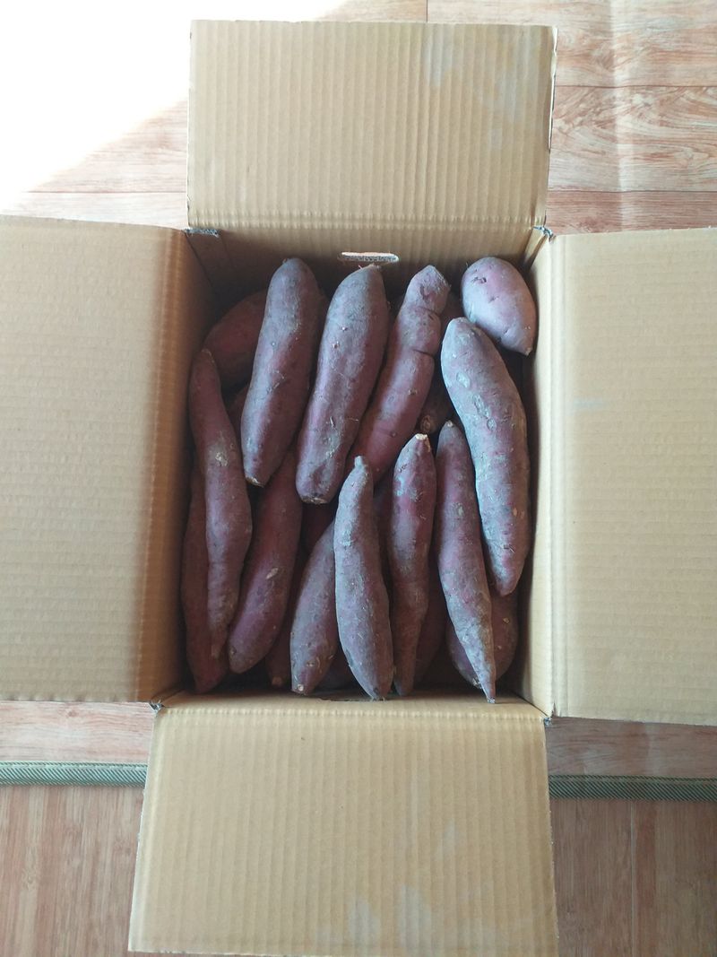 장터 상품 [꿀고구마] 썸네일