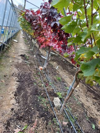 표고버섯18837님의 포도 · 영농일지 작성글 사진