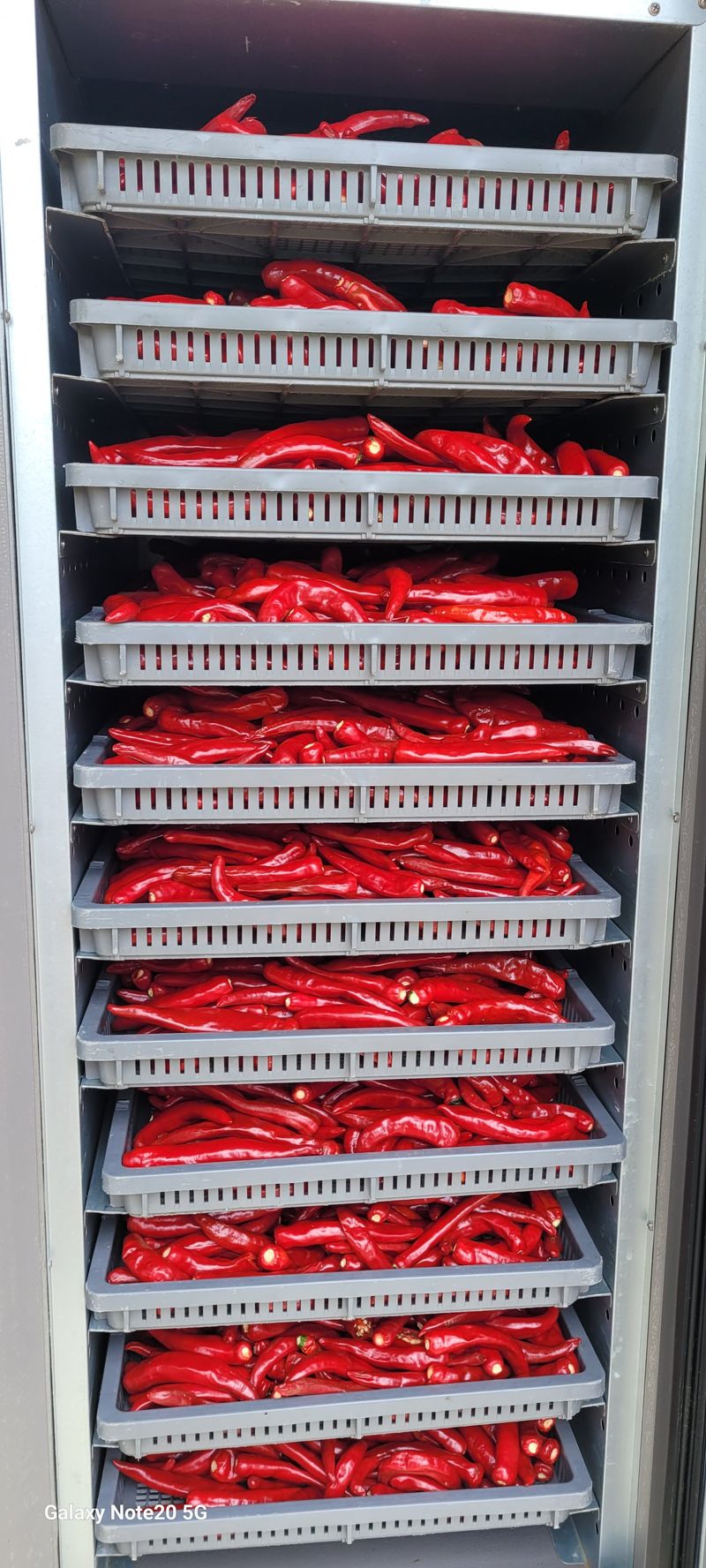 오늘이 가장 젊은날님의 장터 판매 상품 [24년도 고추가루 2물 고추 5근] 첨부 사진