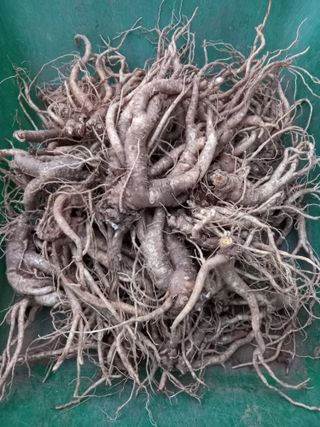 영원한초보.장덕규님의 자유주제 · 자유게시판 작성글 사진