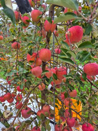 사과와곶감님의 사과 · 영농일지 작성글 사진