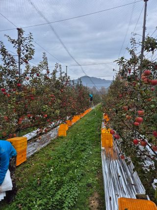 사과와곶감님의 사과 · 영농일지 작성글 사진