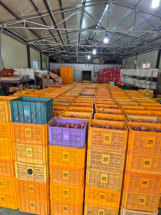 사과와곶감님의 사과 · 영농일지 작성글 사진