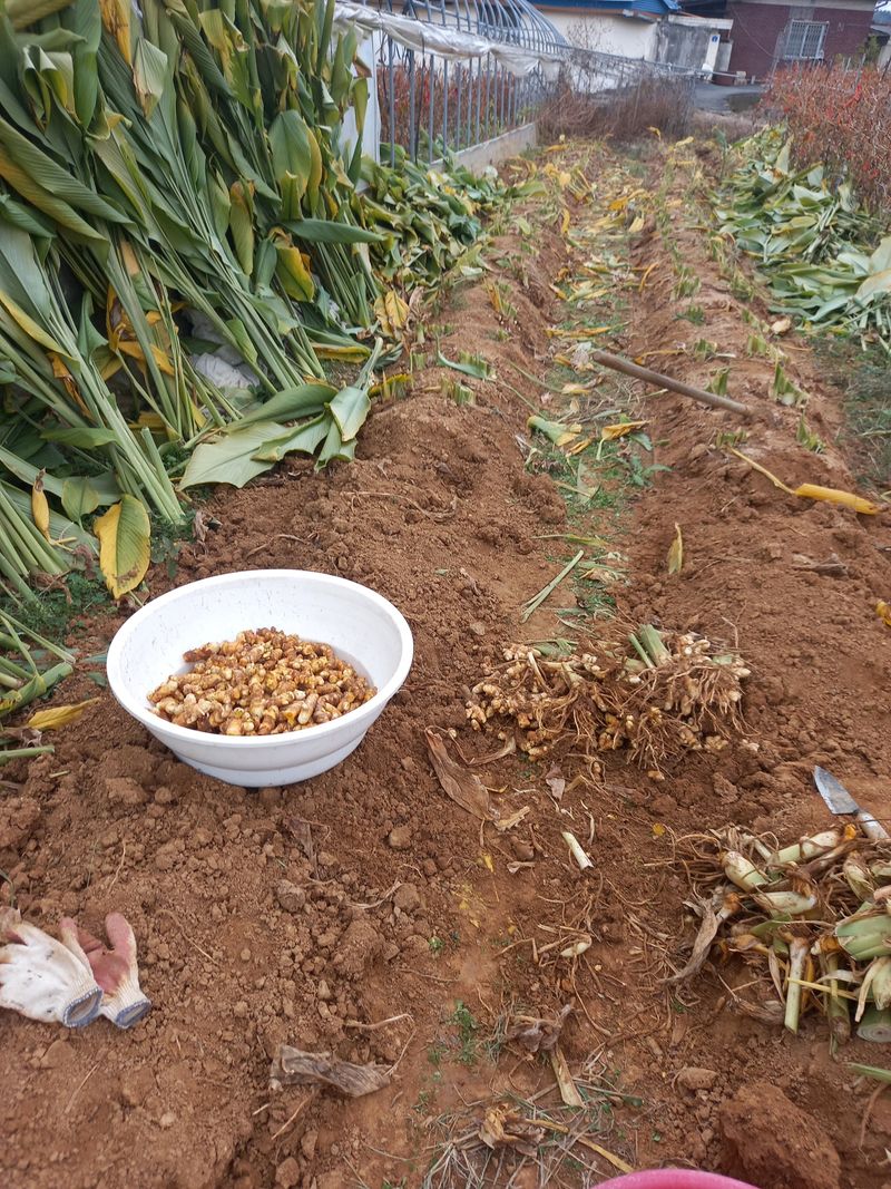 강헌구님의 장터 판매 상품 [강황1키로] 첨부 사진