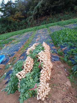 결단이님의 기타작물 · 영농일지 작성글 사진