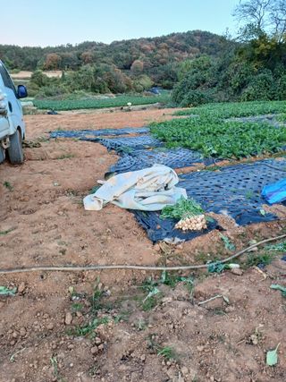 결단이님의 기타작물 · 영농일지 작성글 사진