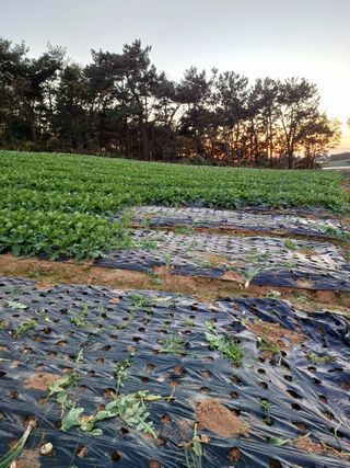 결단이님의 기타작물 · 영농일지 작성글 사진