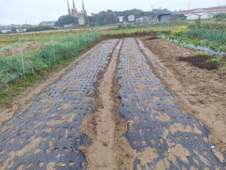 정성도님의 마늘 · 영농일지 작성글 사진