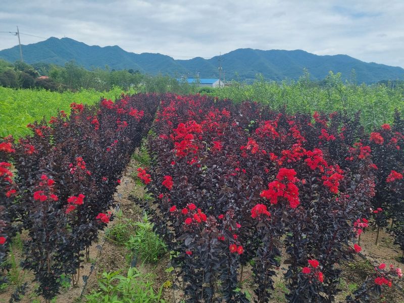 일심묘목농원님의 장터 판매 상품 [다이너마이트 백일홍 1년생 묘목] 첨부 사진