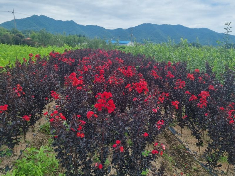 일심묘목농원님의 장터 판매 상품 [다이너마이트 백일홍 1년생 묘목] 첨부 사진