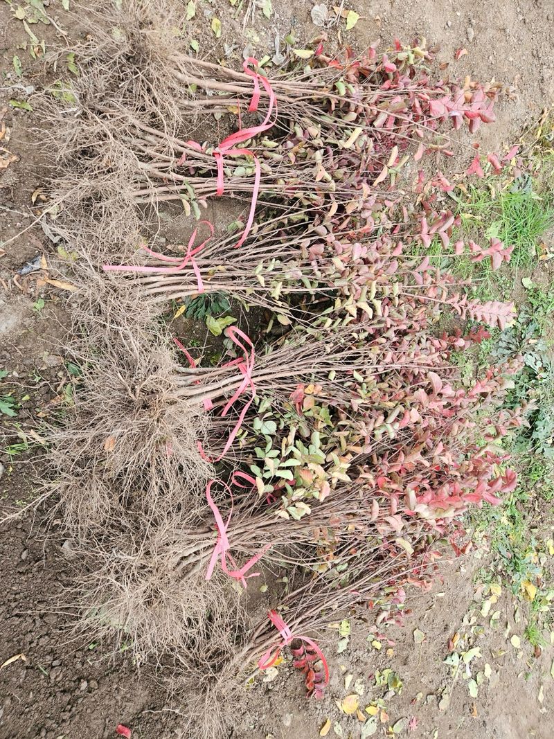 일심묘목농원님의 장터 판매 상품 [다이너마이트 백일홍 1년생 묘목] 첨부 사진