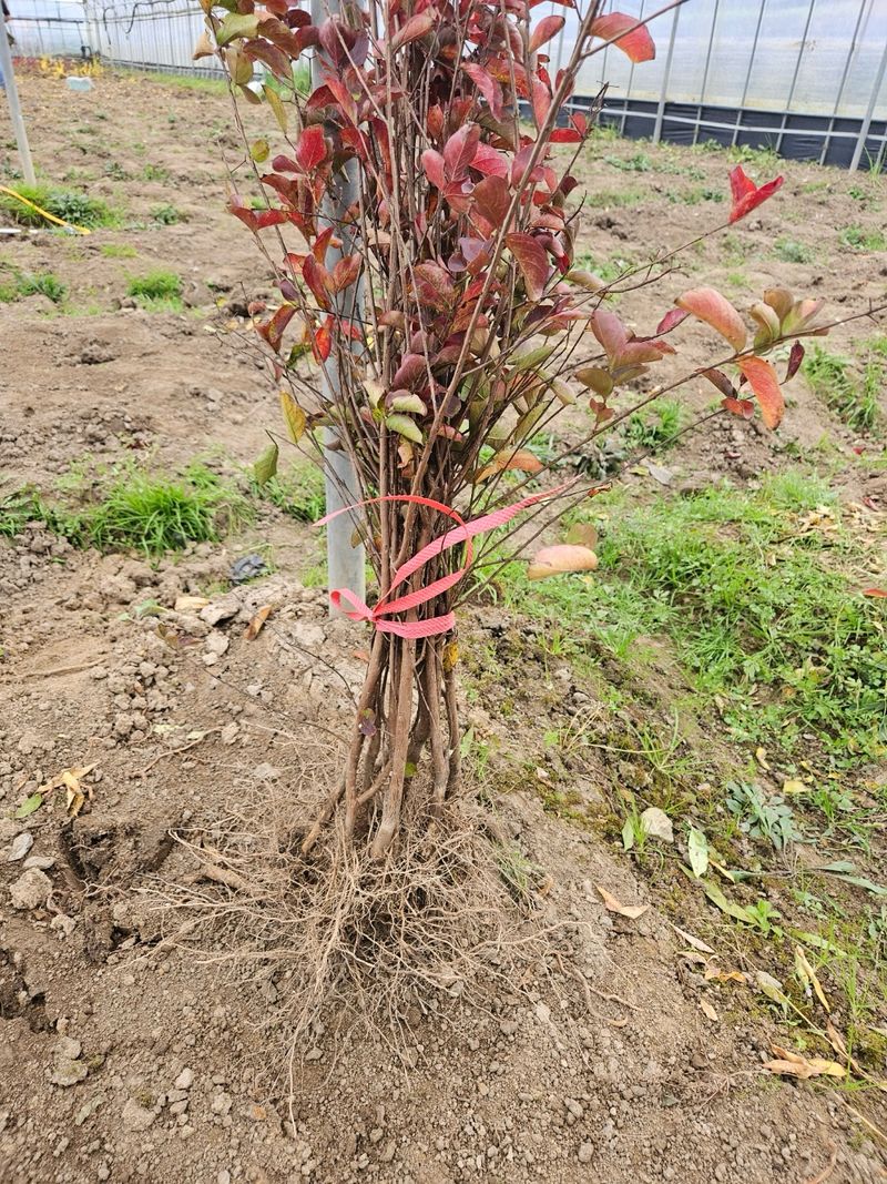 일심묘목농원님의 장터 판매 상품 [다이너마이트 백일홍 1년생 묘목] 첨부 사진