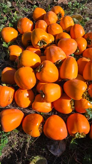 hhoo님의 감 · 영농일지 작성글 사진