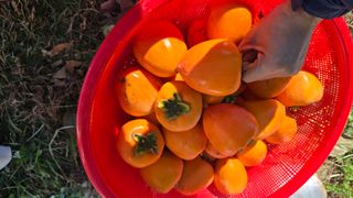 hhoo님의 감 · 영농일지 작성글 사진