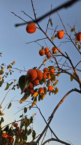 hhoo님의 감 · 영농일지 작성글 사진