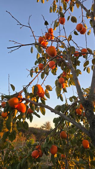 hhoo님의 감 · 영농일지 작성글 사진