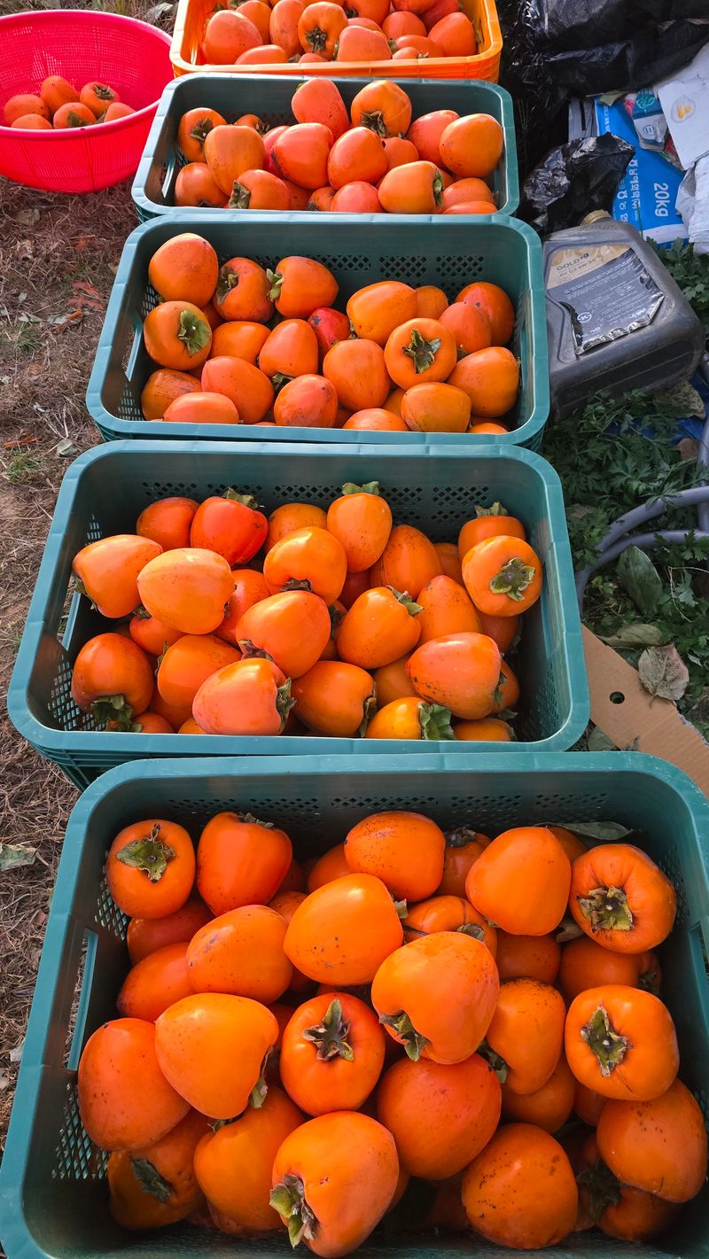 장터 상품 [대봉 감 10k - 36,000원 택배비포함] 썸네일