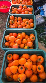 팜모닝 · 게시글 이미지