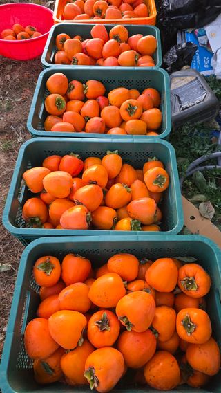 hhoo님의 작성글 사진