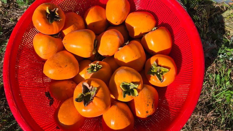 hhoo님의 장터 판매 상품 [대봉 감 10k - 36,000원 택배비포함] 첨부 사진