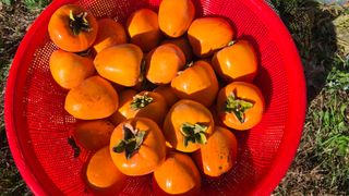 hhoo님의 작성글 사진