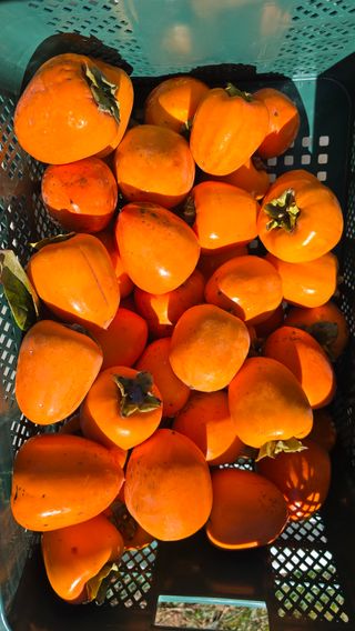 hhoo님의 작성글 사진