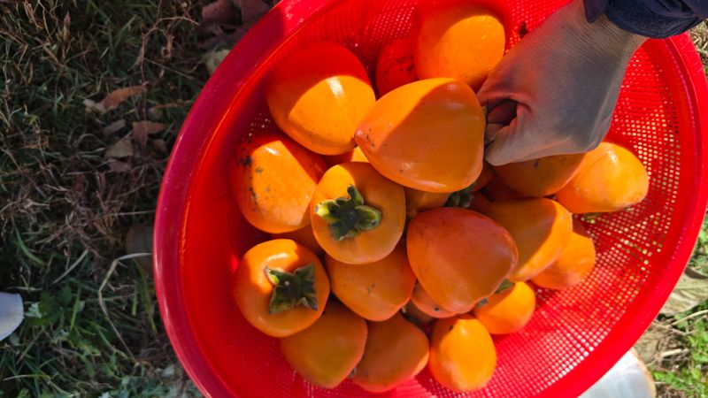 hhoo님의 장터 판매 상품 [대봉 감 10k - 36,000원 택배비포함] 첨부 사진