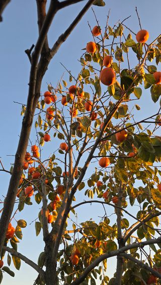 hhoo님의 작성글 사진