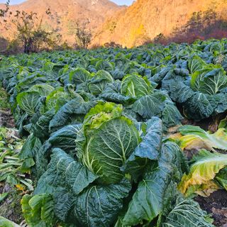 백용기님의 자유주제 · 자유게시판 작성글 사진