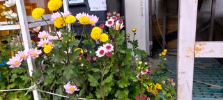 이화련님의 자유주제 · 자유게시판 작성글 사진