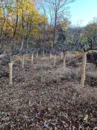 이영호님의 기타작물 · 영농일지 작성글 사진