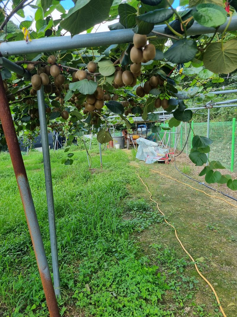배15412님의 장터 판매 상품 [골드키위5Kg] 첨부 사진