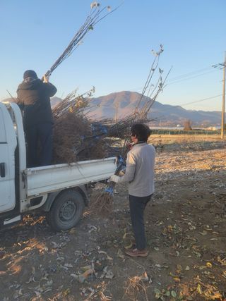 일심묘목농원님의 자유주제 · 자유게시판 작성글 사진