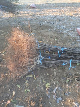 일심묘목농원님의 자유주제 · 자유게시판 작성글 사진