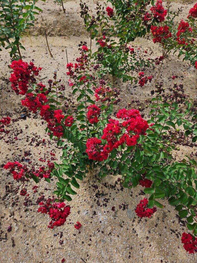 일심묘목농원님의 장터 판매 상품 [다이너마이트백일홍 3년생 개화주 분묘] 첨부 사진