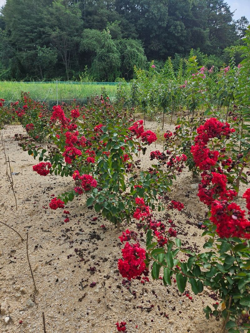일심묘목농원님의 장터 판매 상품 [다이너마이트백일홍 3년생 개화주 분묘] 첨부 사진